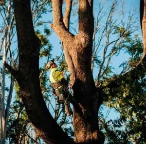 Garwood team removing large eucalyptus tree in Penrith