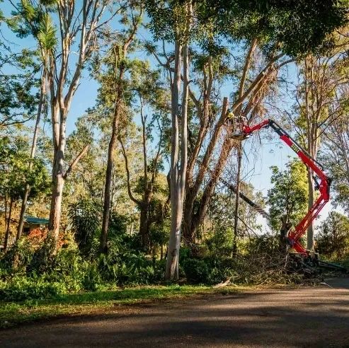 garwood tree services in ipswich