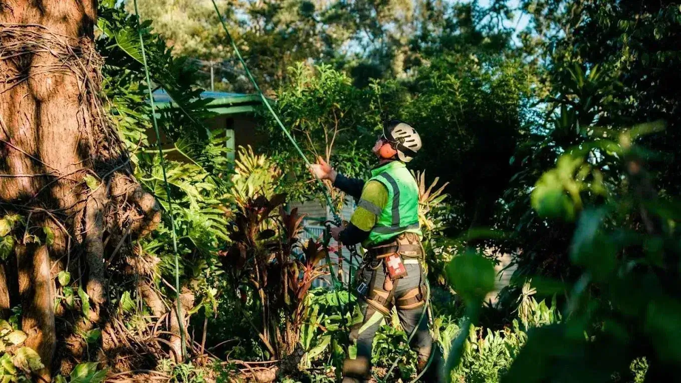 Trees Lopper Robby Tree Lopper in Ipswich: Trusted Local Tree Services Available in 2026 ...