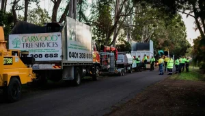 Garwood Tree Service Tree Lopping Trucks