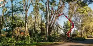 tree removal by garwood arborist in toowoomba and ipswich