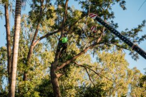 Garwood Tree Services Tree Cutting
