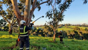 Tree Lopping Jimboomba