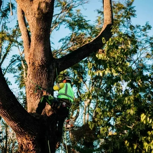 Tree Lopping in Ipswich